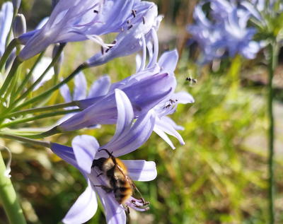 agapanthe